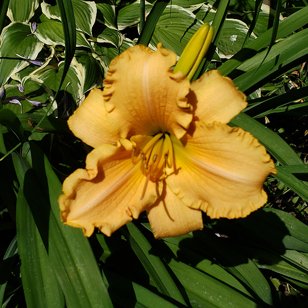 Lilies 109 small